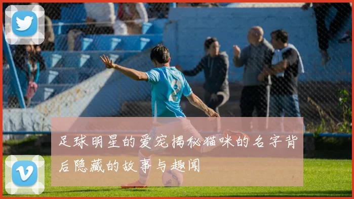 足球明星的爱宠揭秘猫咪的名字背后隐藏的故事与趣闻